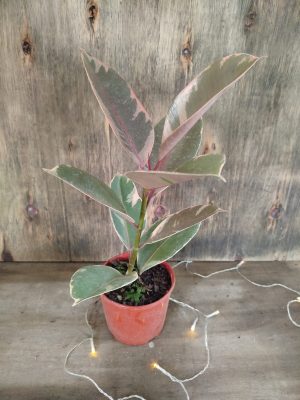 Ficus Elastica Rubi "Baby"