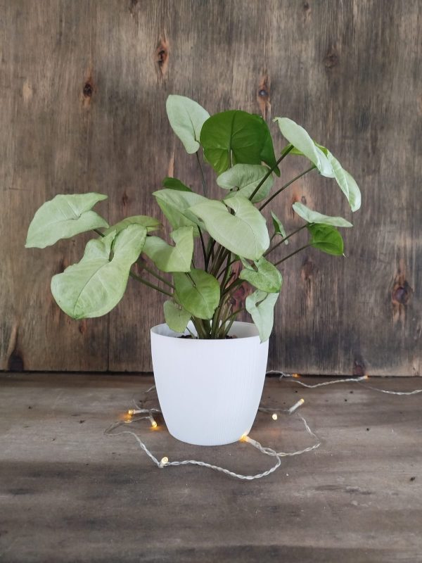 Syngonium S + Maceta Texturada - Image 3