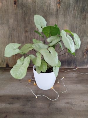 Syngonium S + Maceta Texturada