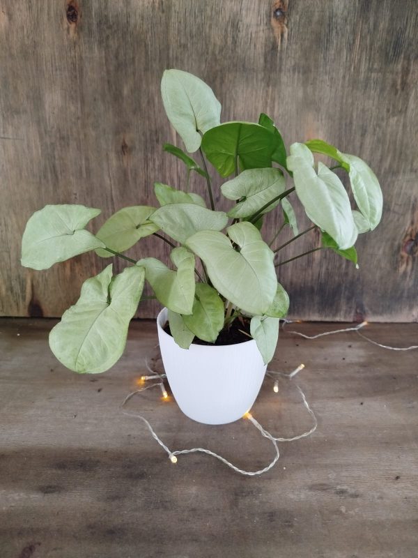 Syngonium S + Maceta Texturada