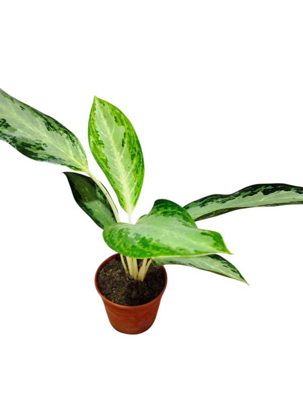 ¡Tu Toque Tropical en Casa: Aglaonema Golden Bay S para un Oasis de Frescura! 🏡✨ - Image 2