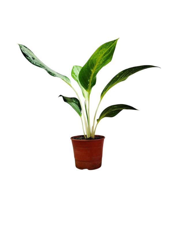 ¡Tu Toque Tropical en Casa: Aglaonema Golden Bay S para un Oasis de Frescura! 🏡✨ - Image 4