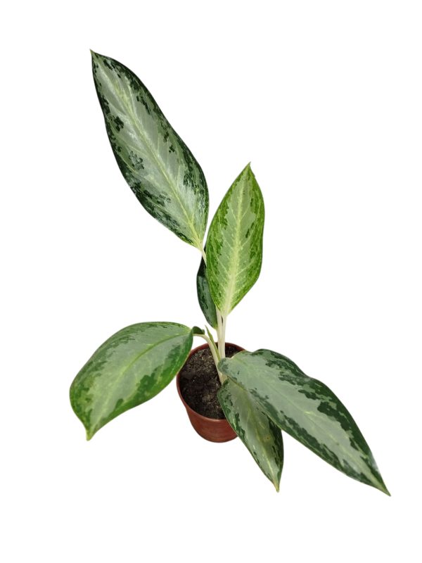 ¡Tu Toque Tropical en Casa: Aglaonema Golden Bay S para un Oasis de Frescura! 🏡✨ - Image 3