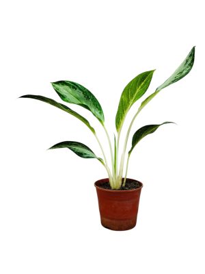 ¡Tu Toque Tropical en Casa: Aglaonema Golden Bay S para un Oasis de Frescura! 🏡✨