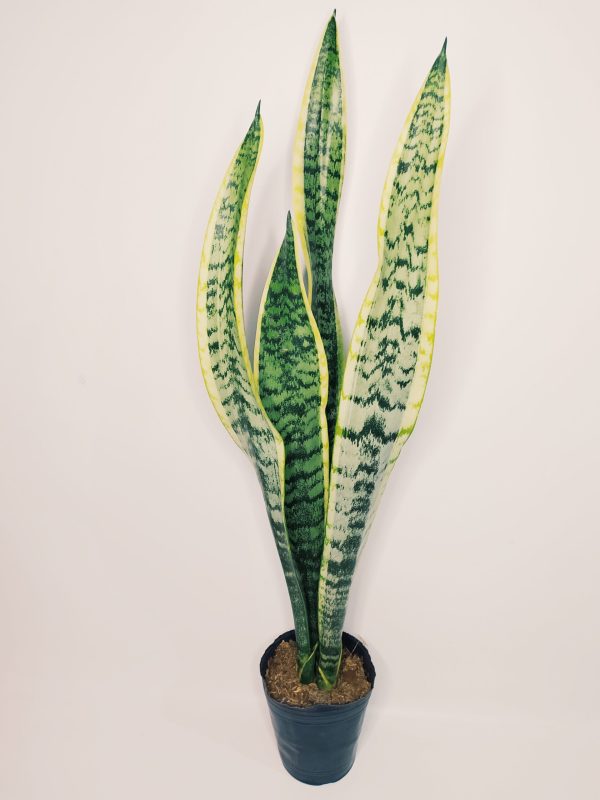 Sansevieria Trifasciata Chica - Image 4
