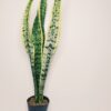 Sansevieria Trifasciata Chica - Image 3