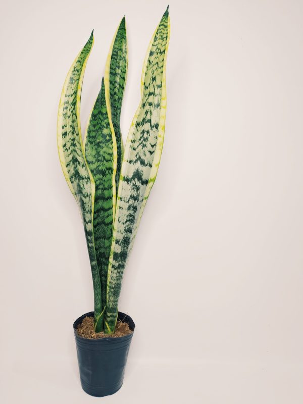 Sansevieria Trifasciata Chica - Image 3