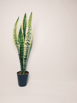 Sansevieria Trifasciata Chica