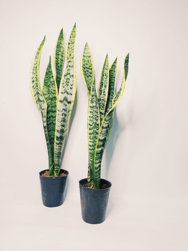 Sansevieria Trifasciata Chica - Image 2