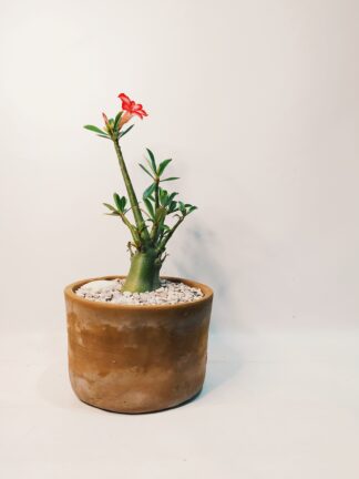 Combo primavera 05 maceta redonda crema 42cm x 42cm con Lengua de suegra -  Jardines verticales y cuadros vivos interactivos