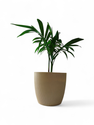 Embellecé tu hogar con la elegancia natural de la Palma Bambú! 🎍