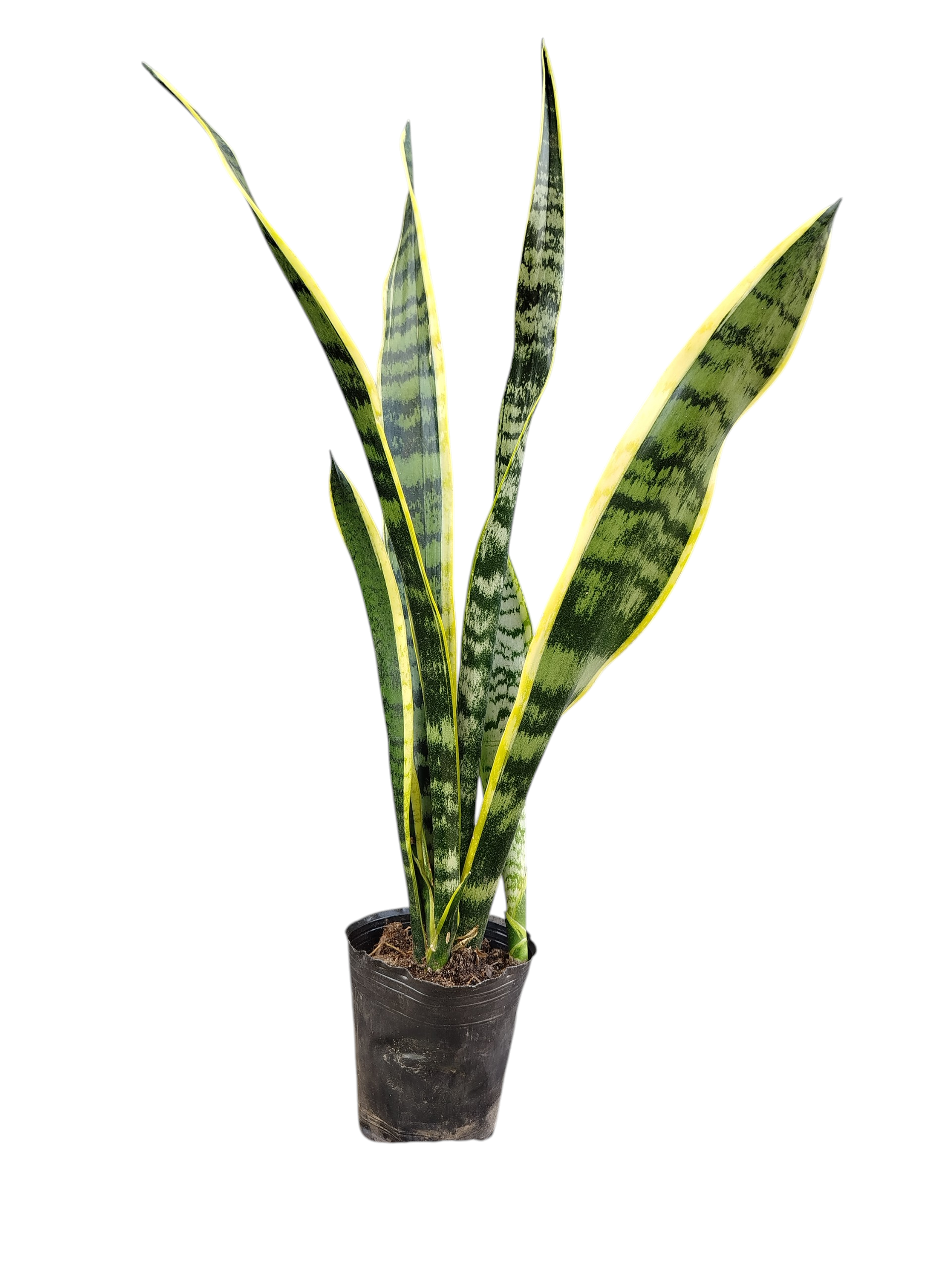 Sansevieria Trifasciata Chica - Image 5