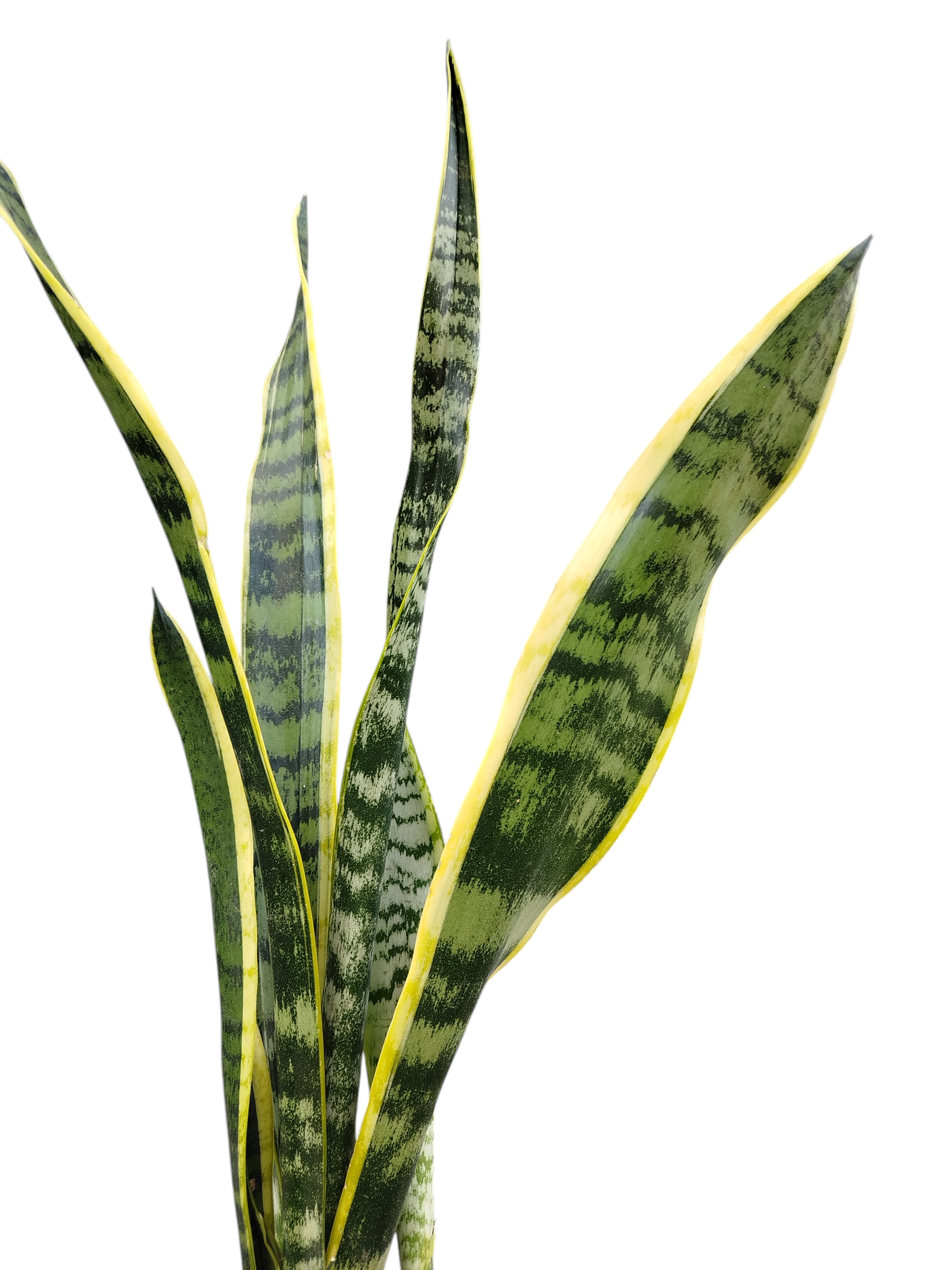 Sansevieria Trifasciata Chica - Image 6