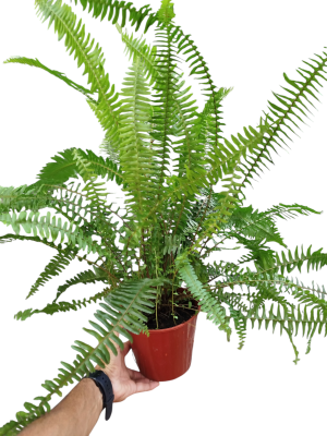 ¡AMOR NATURAL Y PURIFICADOR! TU HELECHO, COMPAÑÍA PET FRIENDLY