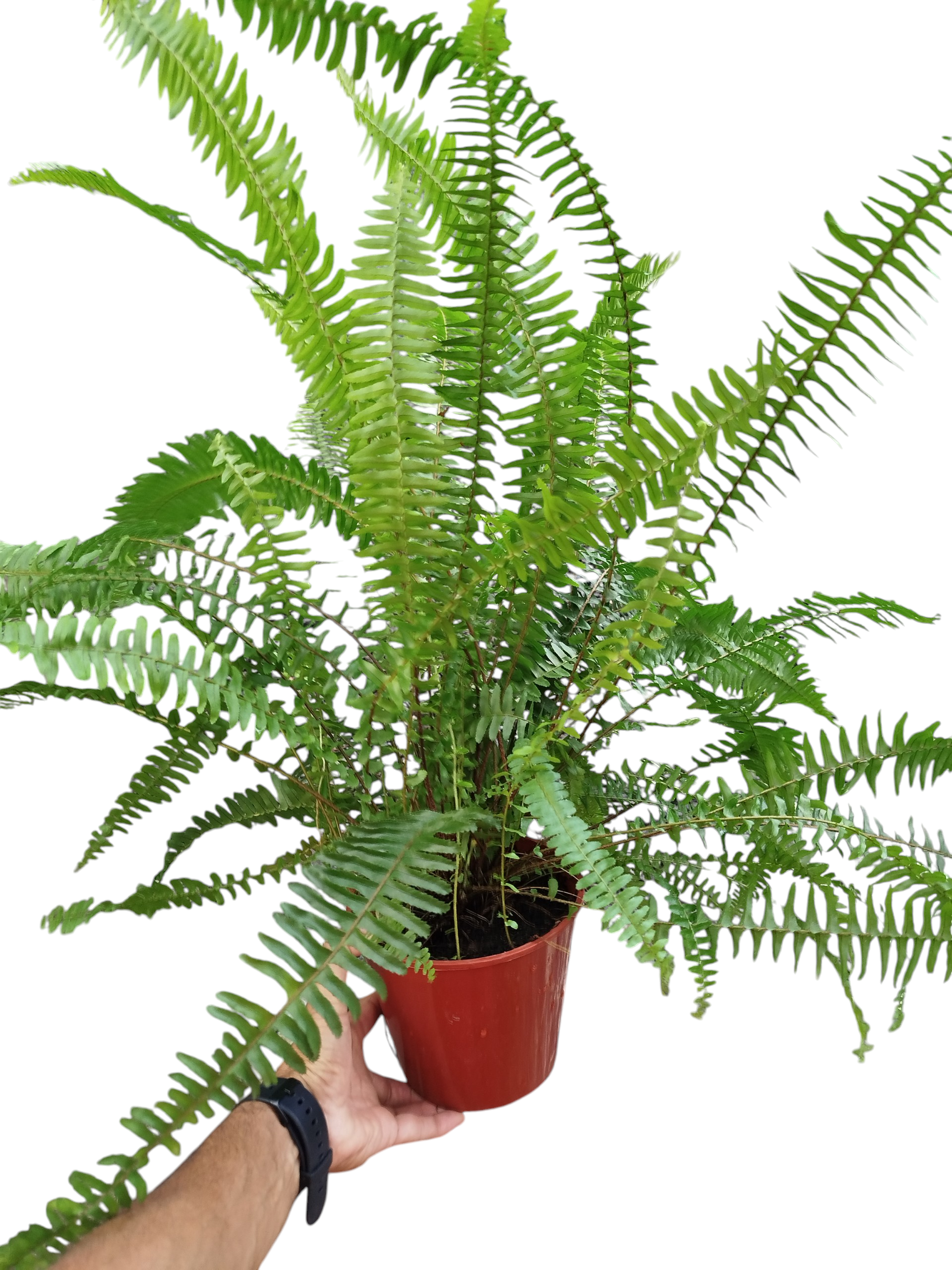 ¡AMOR NATURAL Y PURIFICADOR! TU HELECHO, COMPAÑÍA PET FRIENDLY