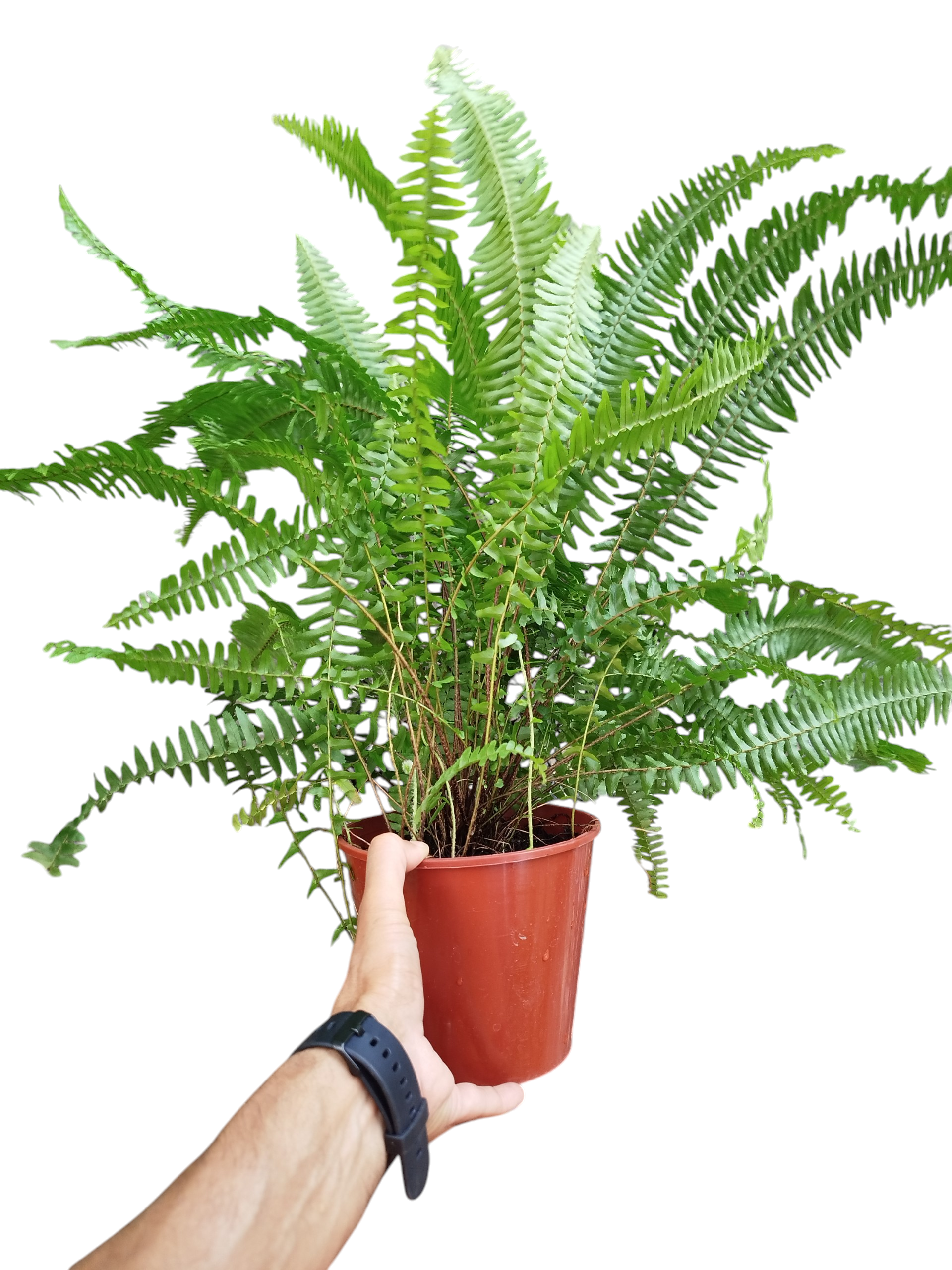 ¡AMOR NATURAL Y PURIFICADOR! TU HELECHO, COMPAÑÍA PET FRIENDLY - Image 3