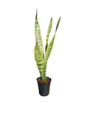 Sansevieria Trifasciata Chica