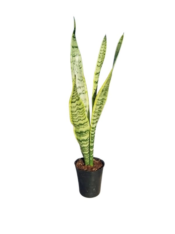 Sansevieria Trifasciata Chica