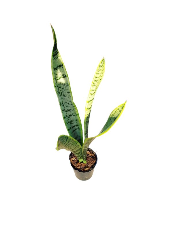 Sansevieria Trifasciata Chica - Image 3
