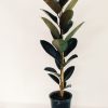 Ficus Elastica Mediano