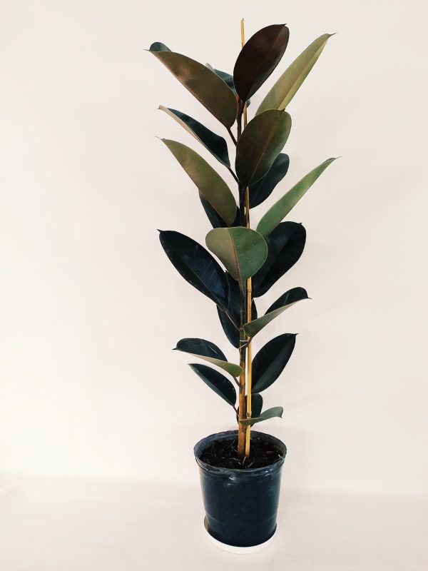 Ficus Elastica Mediano