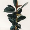 Ficus Elastica Mediano - Image 3