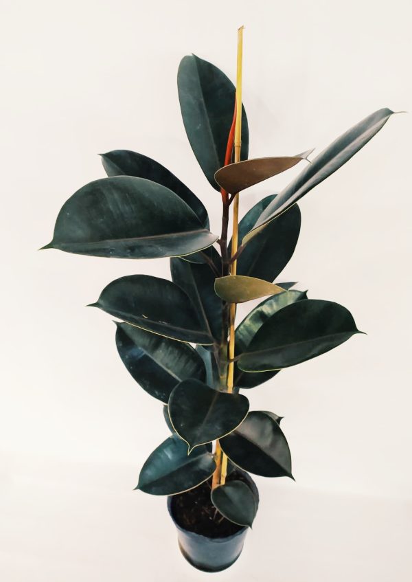 Ficus Elastica Mediano - Image 3