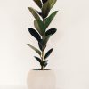 Ficus Elastica Mediano - Image 4