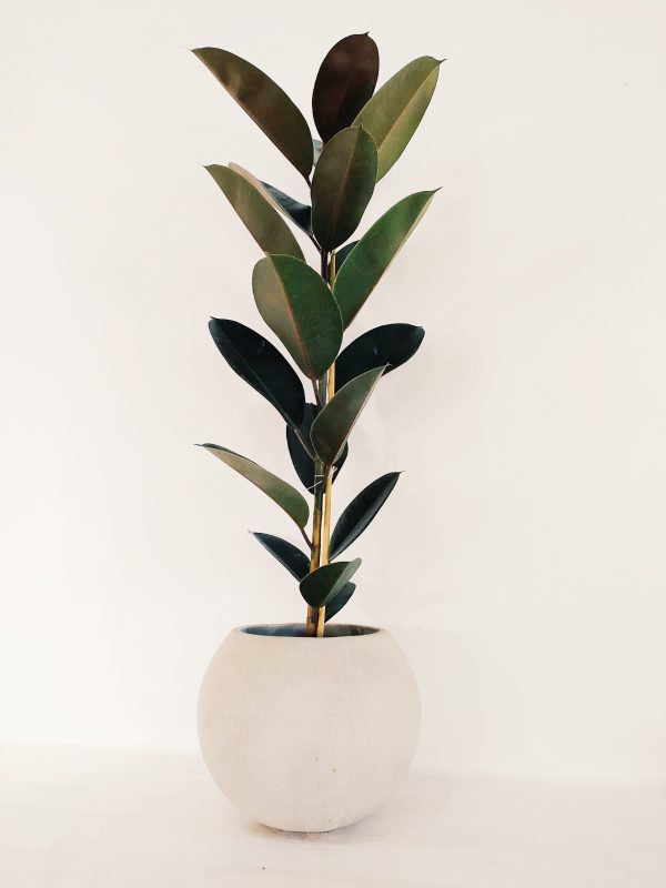 Ficus Elastica Mediano - Image 4
