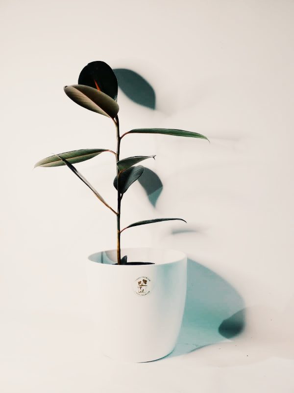 Ficus Elastica "S" - Image 5