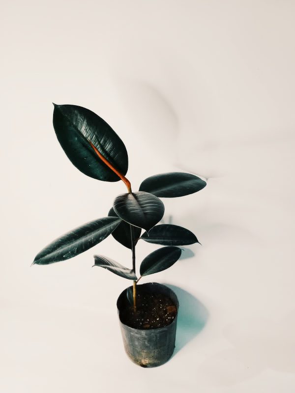 Ficus Elastica "S" - Image 4