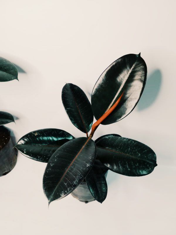 Ficus Elastica "S" - Image 2