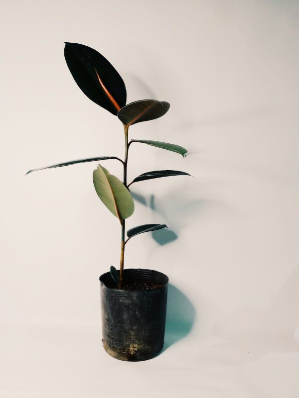 Ficus Elastica "S" - Image 3