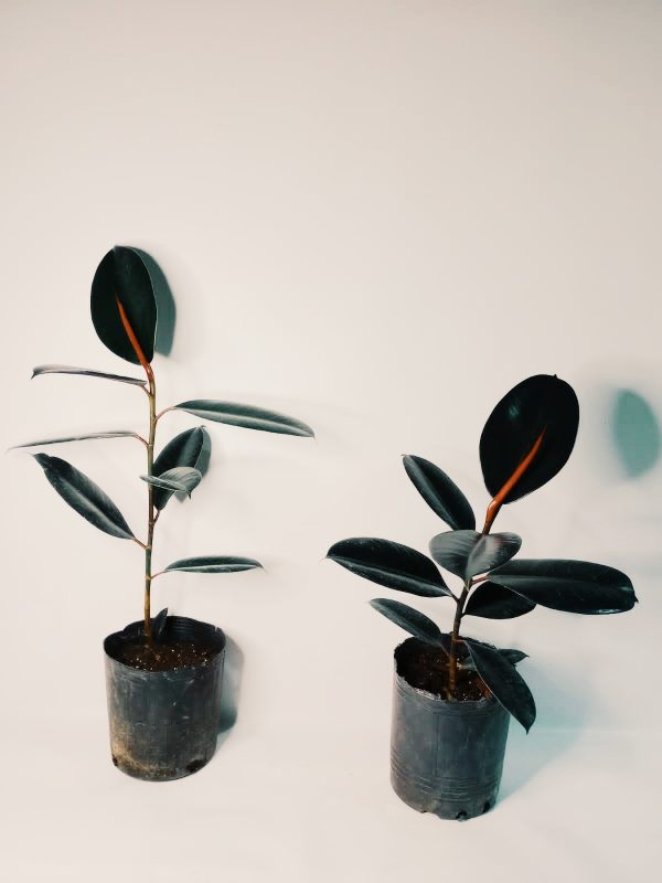 Ficus Elastica "S"