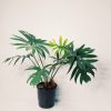 Philodendron Elegans "S"