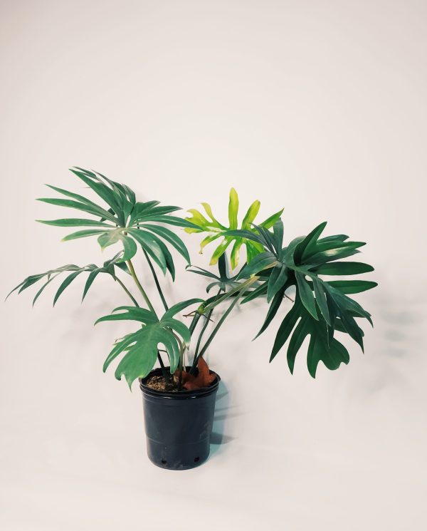 Philodendron Elegans "S"