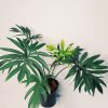Philodendron Elegans "S" - Image 2