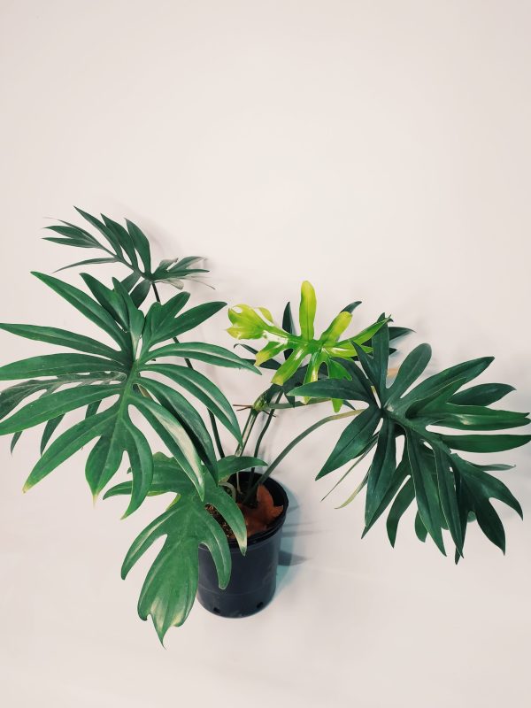 Philodendron Elegans "S" - Image 2