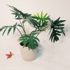 Philodendron Elegans "S" - Image 4