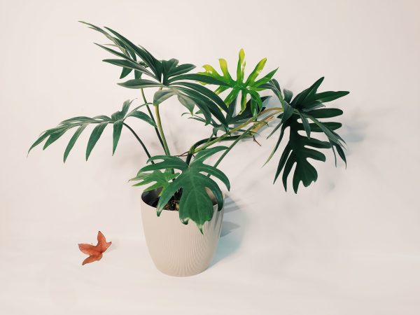 Philodendron Elegans "S" - Image 4