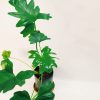 Philodendron Guembe Mediano - Image 4