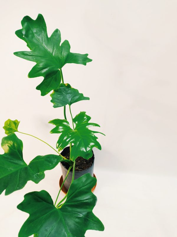 Philodendron Guembe Mediano - Image 4