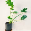Philodendron Guembe Mediano - Image 5