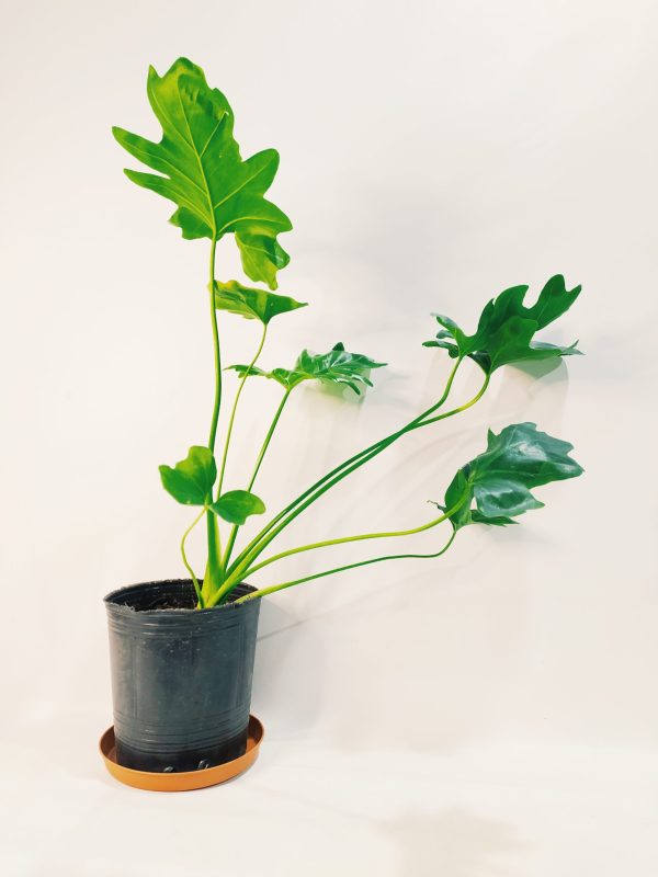 Philodendron Guembe Mediano - Image 5
