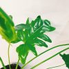 Philodendron Guembe Mediano - Image 3
