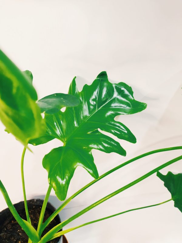 Philodendron Guembe Mediano - Image 3
