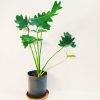 Philodendron Guembe Mediano - Image 2