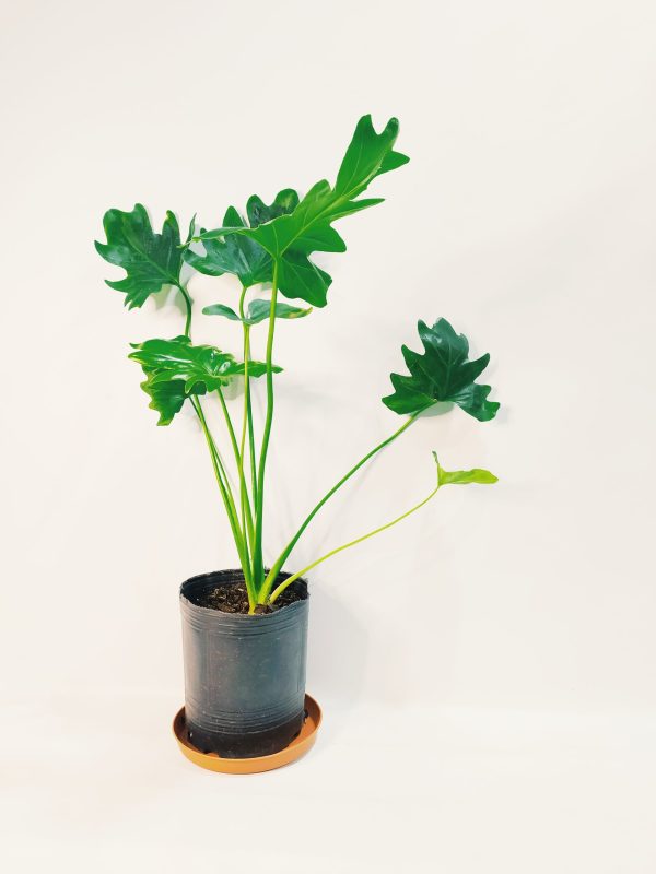 Philodendron Guembe Mediano - Image 2