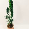 Zamioculcas Zamiifolia "M" - Image 2
