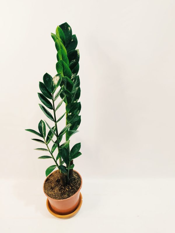 Zamioculcas Zamiifolia "M" - Image 2